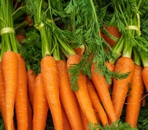 Carrot